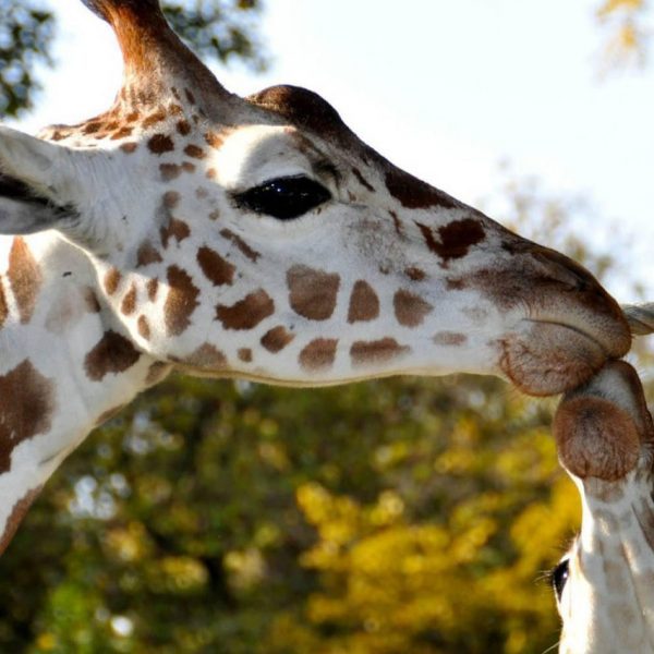 Dierenpark-van-Bouillon.-pjefufxnettnyuguubxwmknyp0uqlymwbllm574ei8