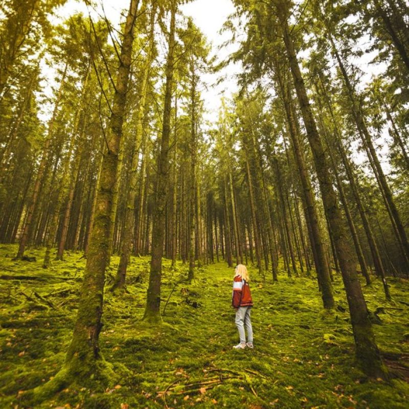 La Besace balade en forêt La Besace balade en forêt