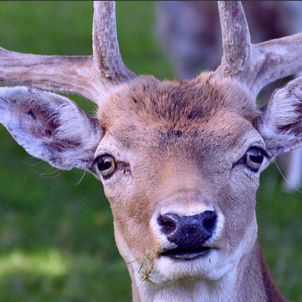 Parc Animalier de Rochehaut